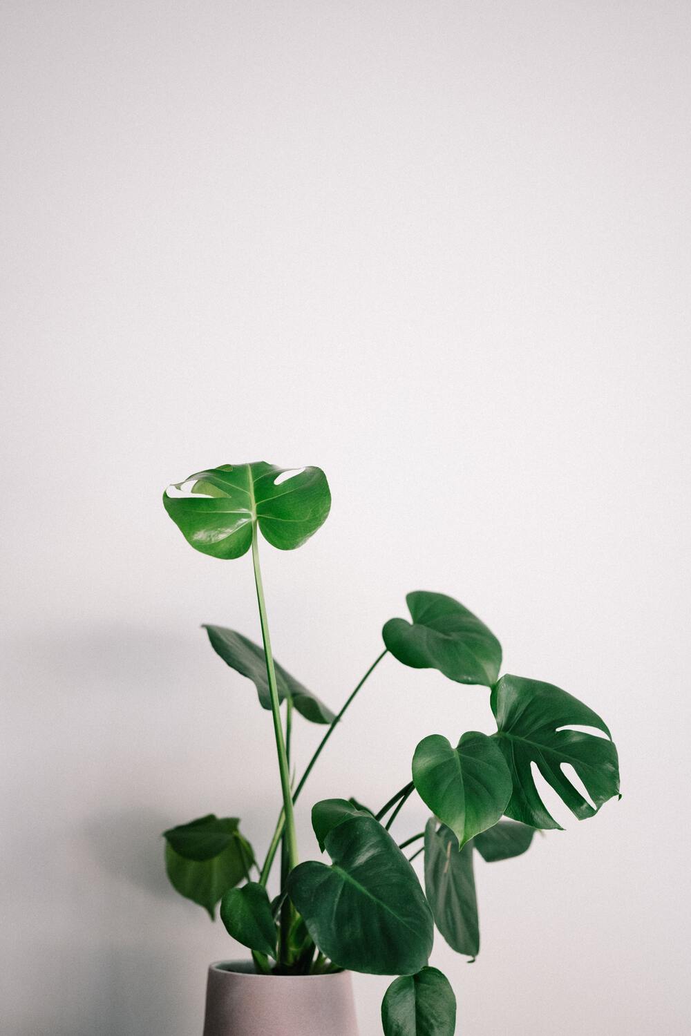 annie-spratt-iWu70dv9vSM-unsplash.jpg-resized
